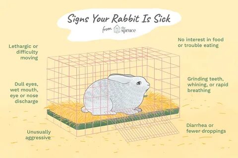 I got a rabbit