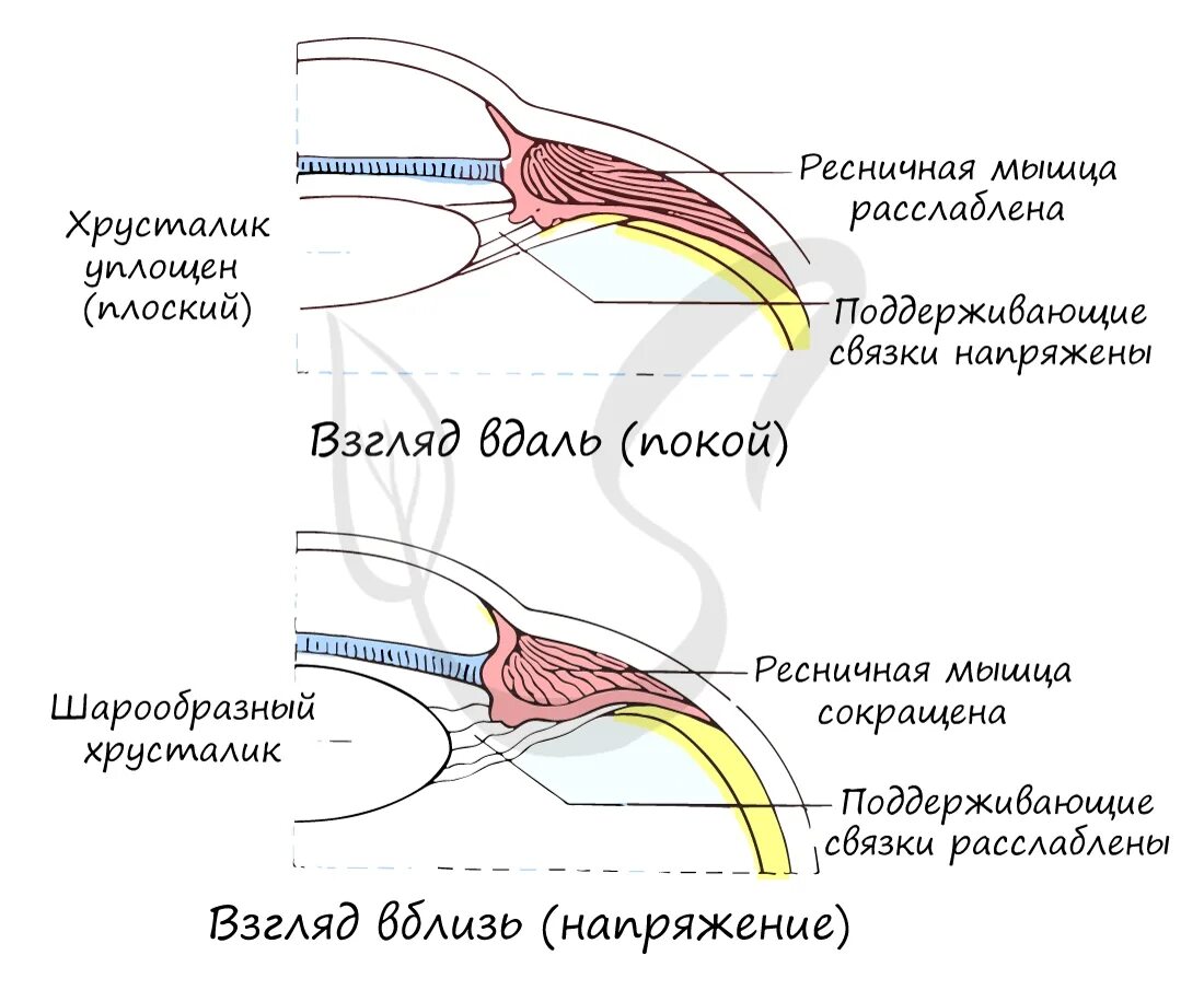 Мышца хрусталика цилиарная мышца. Функции хрусталика. анатомия хрусталика. анатомия хрусталика глаза. кривизна хрусталика.