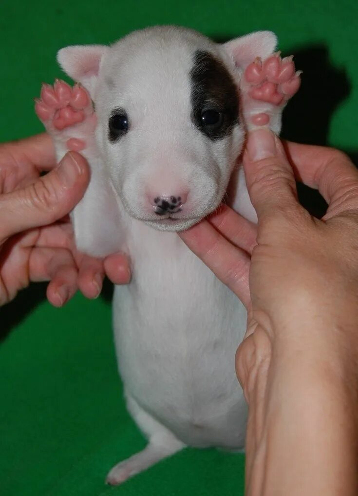bull terrier Mini bull terriers, British bull terrier, Terrier