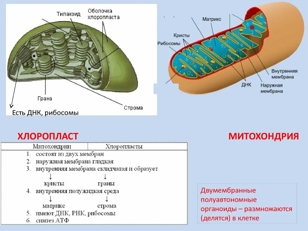 Хлоропласт имеет днк. Хлоропласты Строма тилакоиды граны. Строение хлоропласта Строма граны. Тилакоиды Гран хлоропласта. Граны тилакоидов хлоропластов.