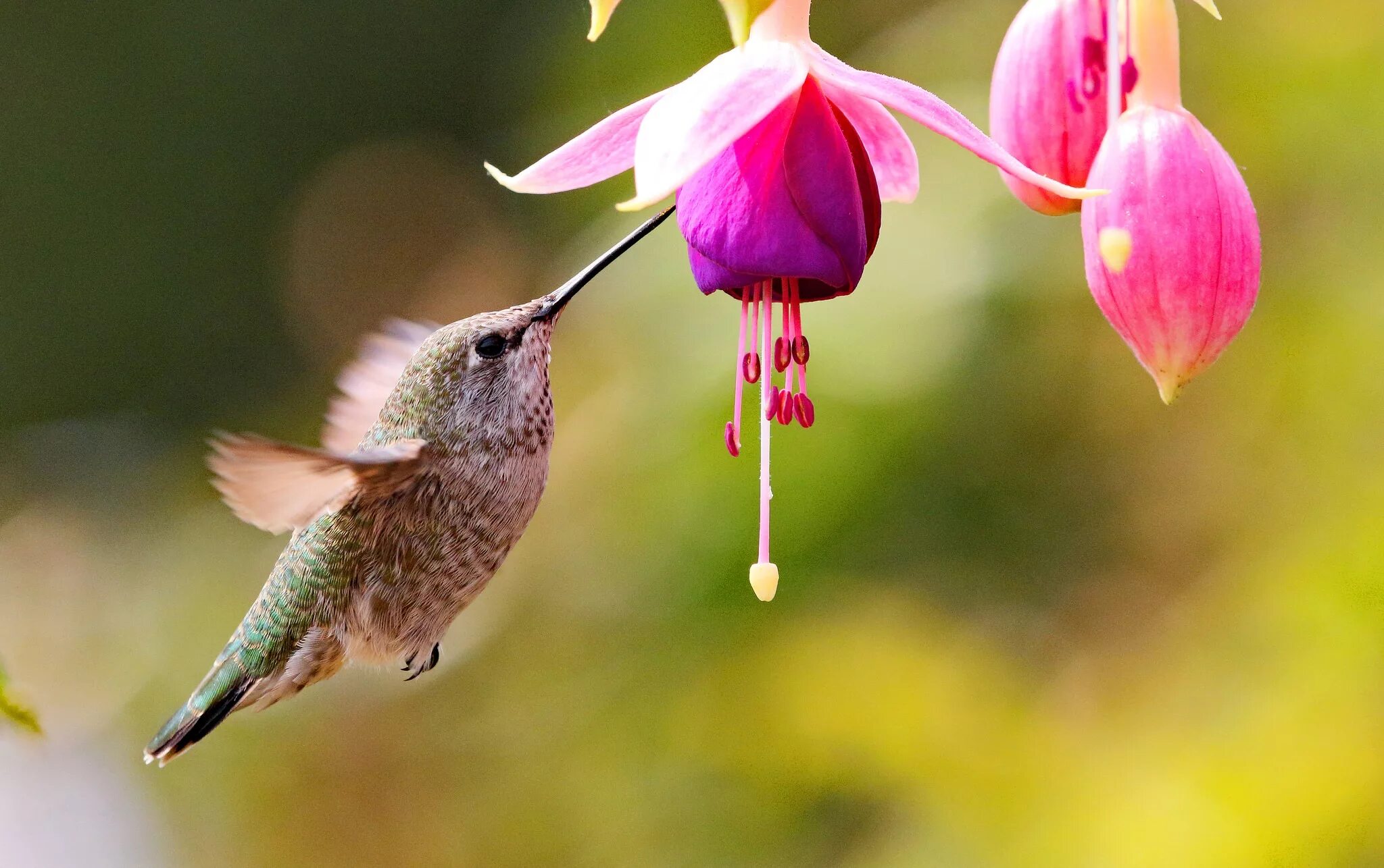 Дивный Шпательтэил. Колибри дивный Шпательтэил. Птичка Колибри. Колибри опыляет цветы.