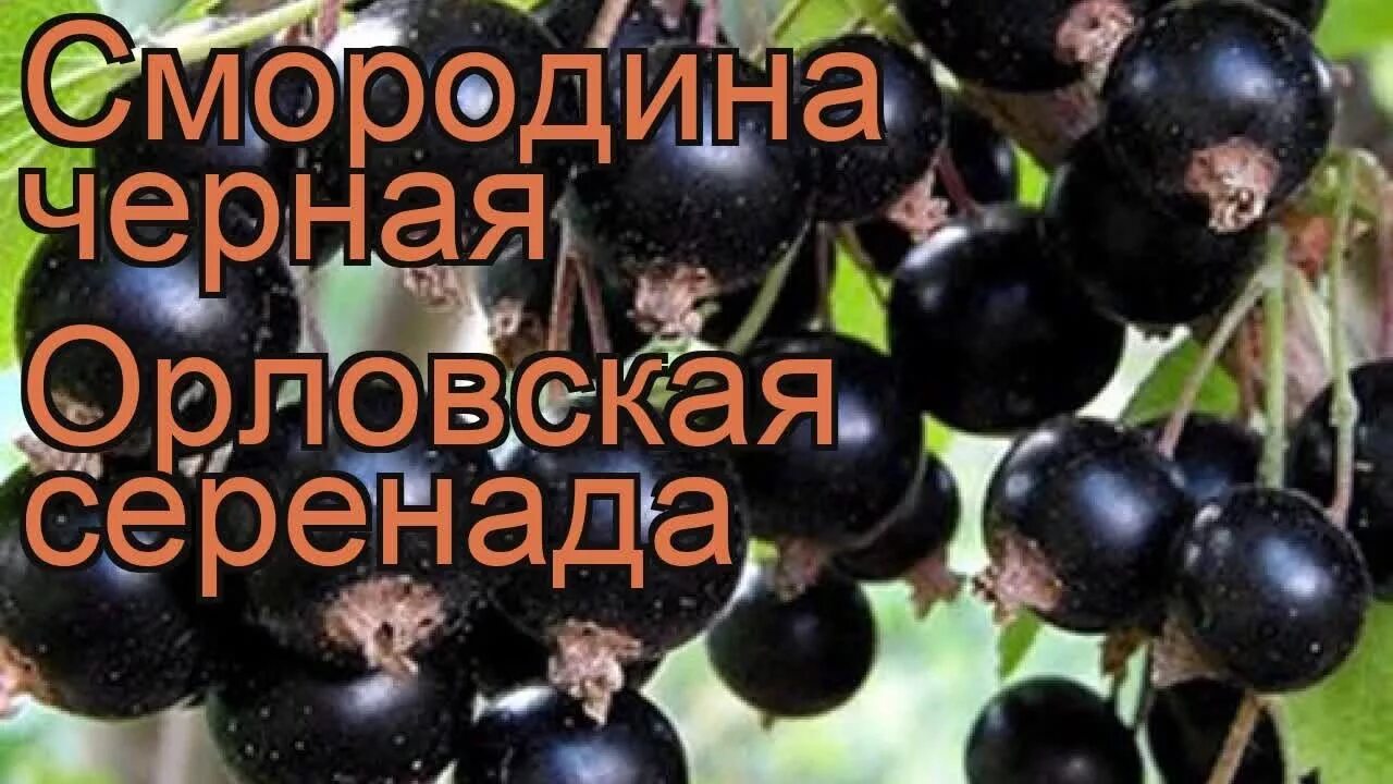 Сорт смородины Орловская Серенада. Смородина черная Орловская Серенада. Сорт черной смородины Орловская Серенада. Саженец смородина черная Орловская Серенада.