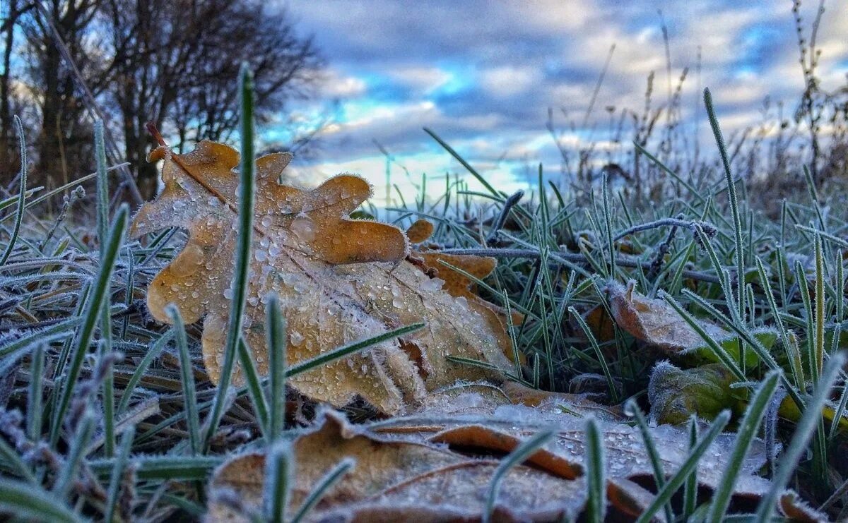 Ранние заморозки. Весенние заморозки. Заморозки природа. Первые заморозки осенью. Ранние осенние заморозки.