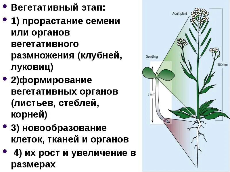 Появление вегетативных органов появление семени. Вегетативные органы. Вегетативная стадия роста. Рост и развитие вегетативных органов растений. Появление вегетативных органов.