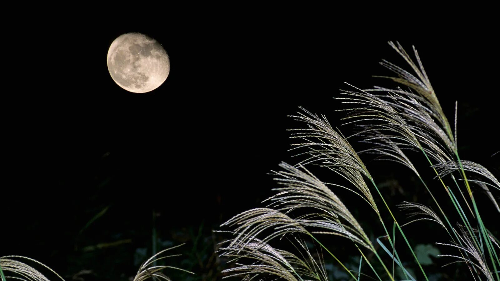 Трава ночью. Трава под луной. Рожь и Луна. Трава в лунном свете.