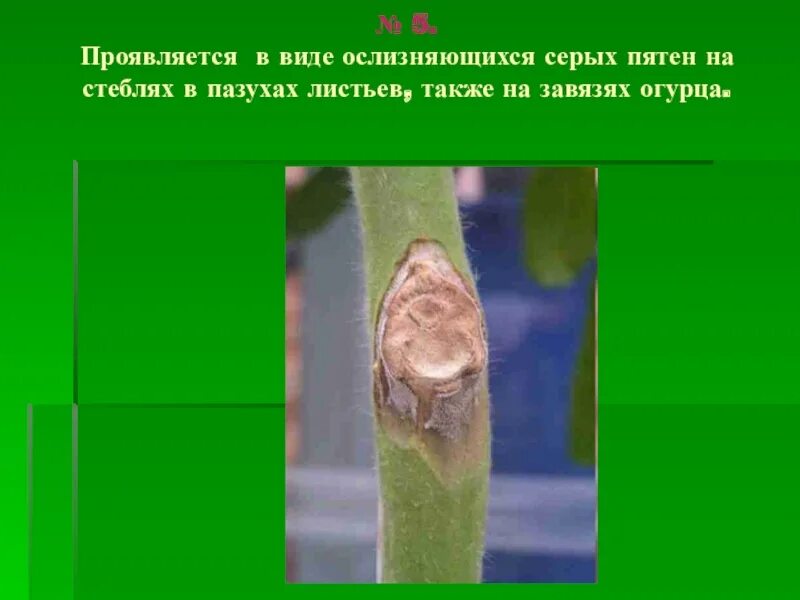 Верхушечный рост стебля. Адаптация растений к недостатку влаги. Зачаточный побег это корень, почка лист стебель. Из за содержания в стеблях. Выделительные ткани растений млечники.