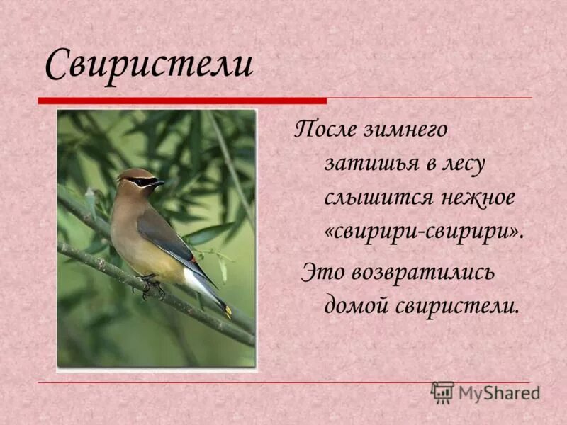 свиристель склонение 2 или 3