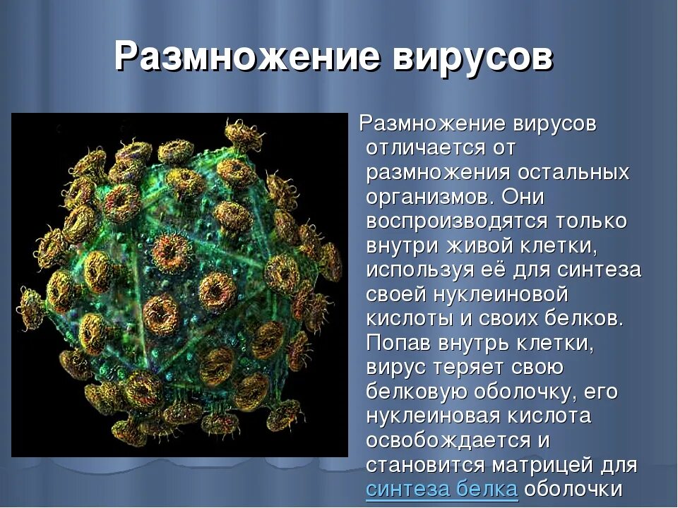 Вирусов в природе и жизни человека. Как размножаются вирусы. Вирусы способны размножаться. Строение и размножение вирусов. Где размножаются вирусы.