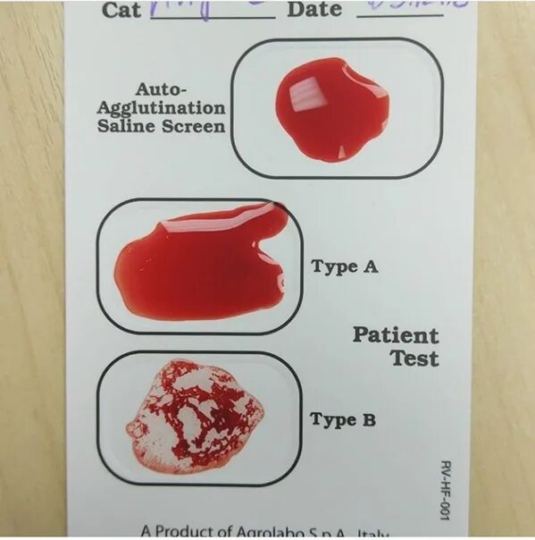 Тест на донора крови. Определение групп крови у кошек. Группы крови кошек совместимость. Определение группы крови у собак. Тест на совместимость крови у кошек.