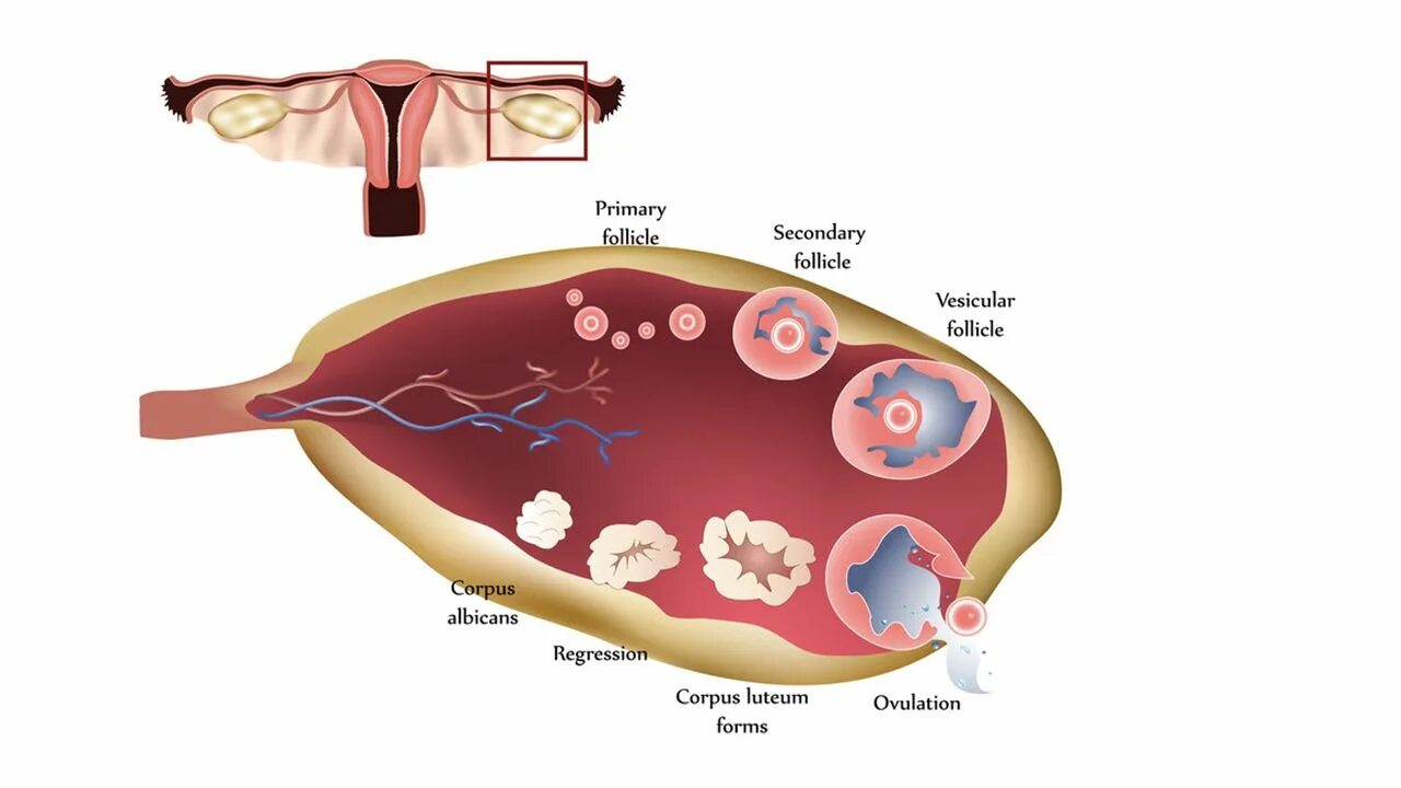 Лютеиновая фаза менструации. Лютеиновая овуляция. Месячные при оплодотворении яйцеклетки. Как выглядит яйцеклетка у женщины во время месячных.