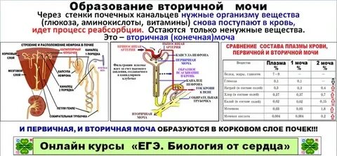 Биология егэ вторичные