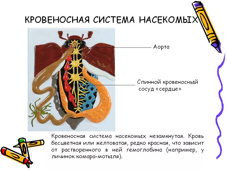 Кровообращение у насекомых. Функции кровеносной системы у насекомых. Кровеносная система насекомых 7 класс. Особенности кровеносной системы насекомых. Кровеносная система насекомых 7 класс биология.