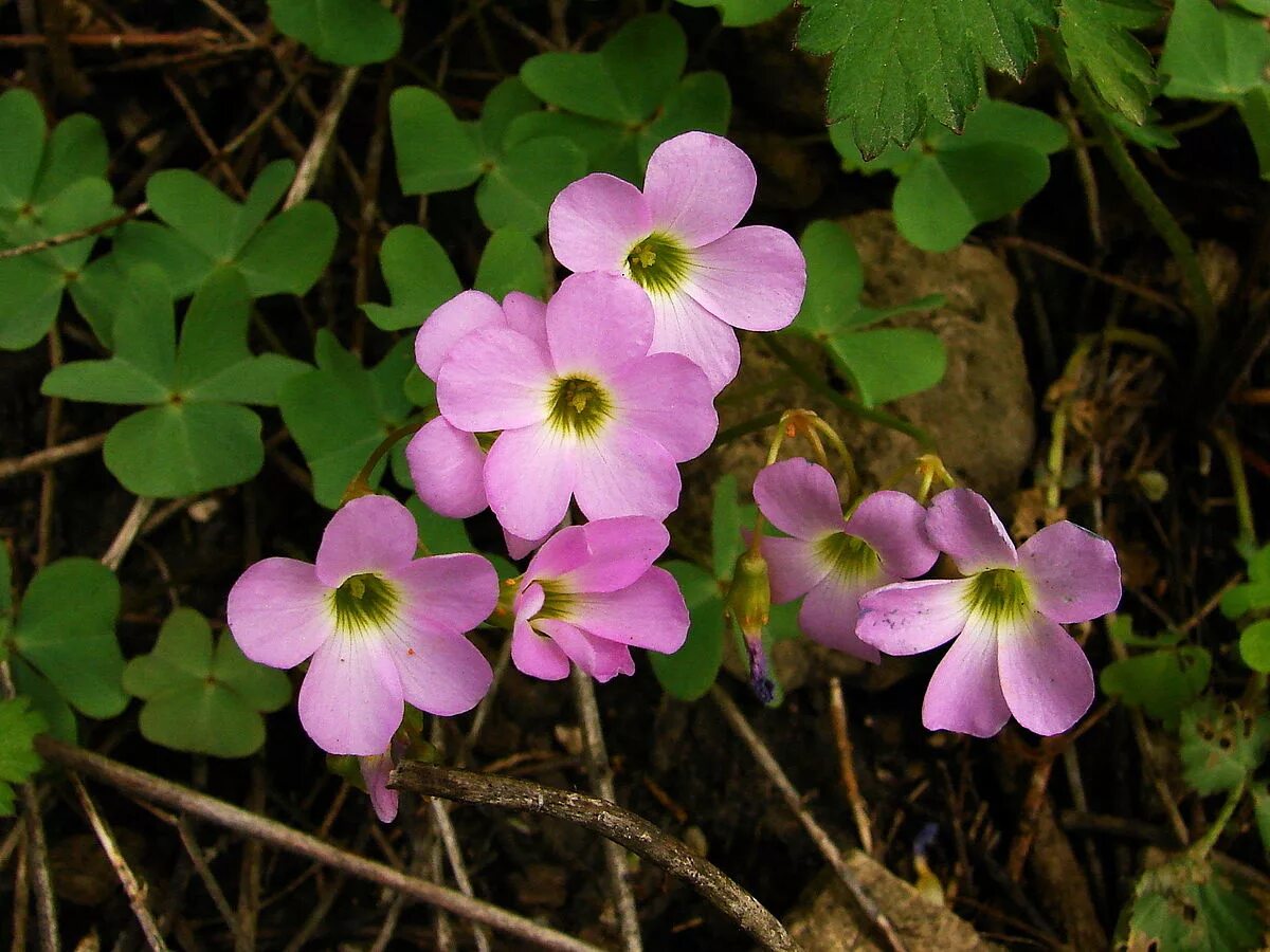 Кислица зеленая. Кислица оксалис клубненосная. Оксалис Виолацеа. Oxalis violacea-Кислица Violet. Кислица обыкновенная Уральская.