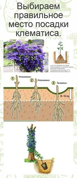 Как сохранить клематис до посадки купленные. Правильная посадка клематиса. Посадка клематиса. Место посадки клематиса. Клематис посадка.
