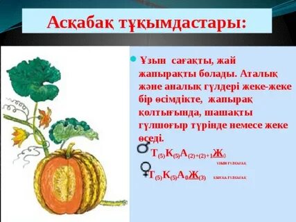 Үндістан анал