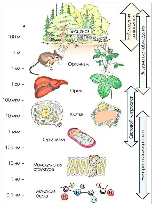 Верная последовательность биологических систем. Уровни организации живого схема. Схема организации живой материи. Уровни организации живой материи схема. Уровни структурной организации живой природы.