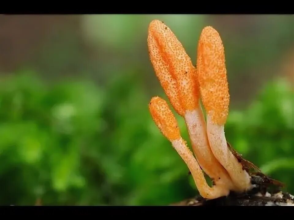 Cordyceps militaris in Arkansas Mushroaming - Daniel Winkler's Webpages Dedicate