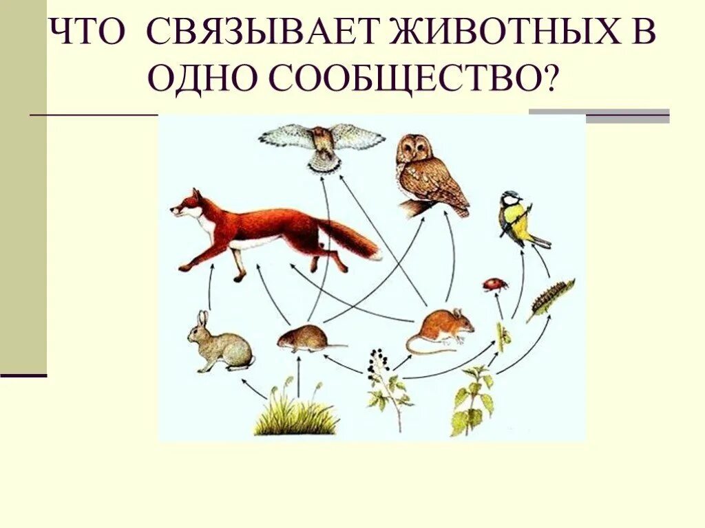 связь растений и животных. связь животные животные. невидимая нить. взаимоотношения между животными. связь растений и животных.