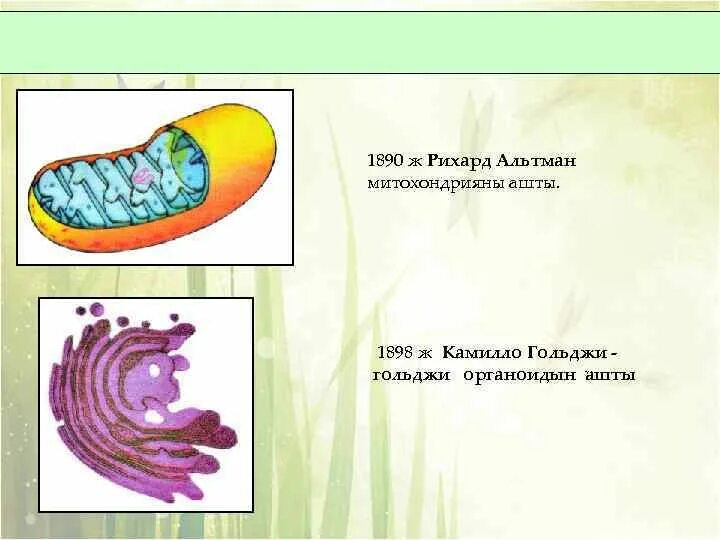 Живая клетка история изучения. Развитие знаний о клетке. История изучения клетки. История клеточной биологии. Живая клетка история изучения.