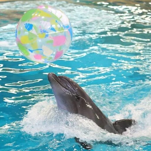 Сайт ярославского дельфинария. Дельфинарий Ярославль. Дельфинарий Dolphin Planet в Ярославле. "Дельфинарий + зоопарк" Ярославль. Дельфинарий Ярославль фото.