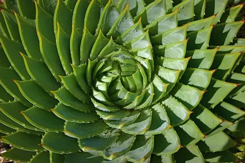 True plants