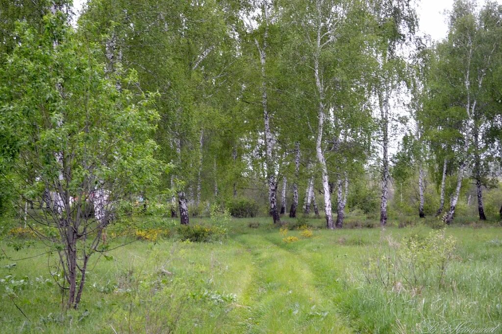 Сквозь березовую рощу. Военная береза. природа и война березы. через березовую рощу.