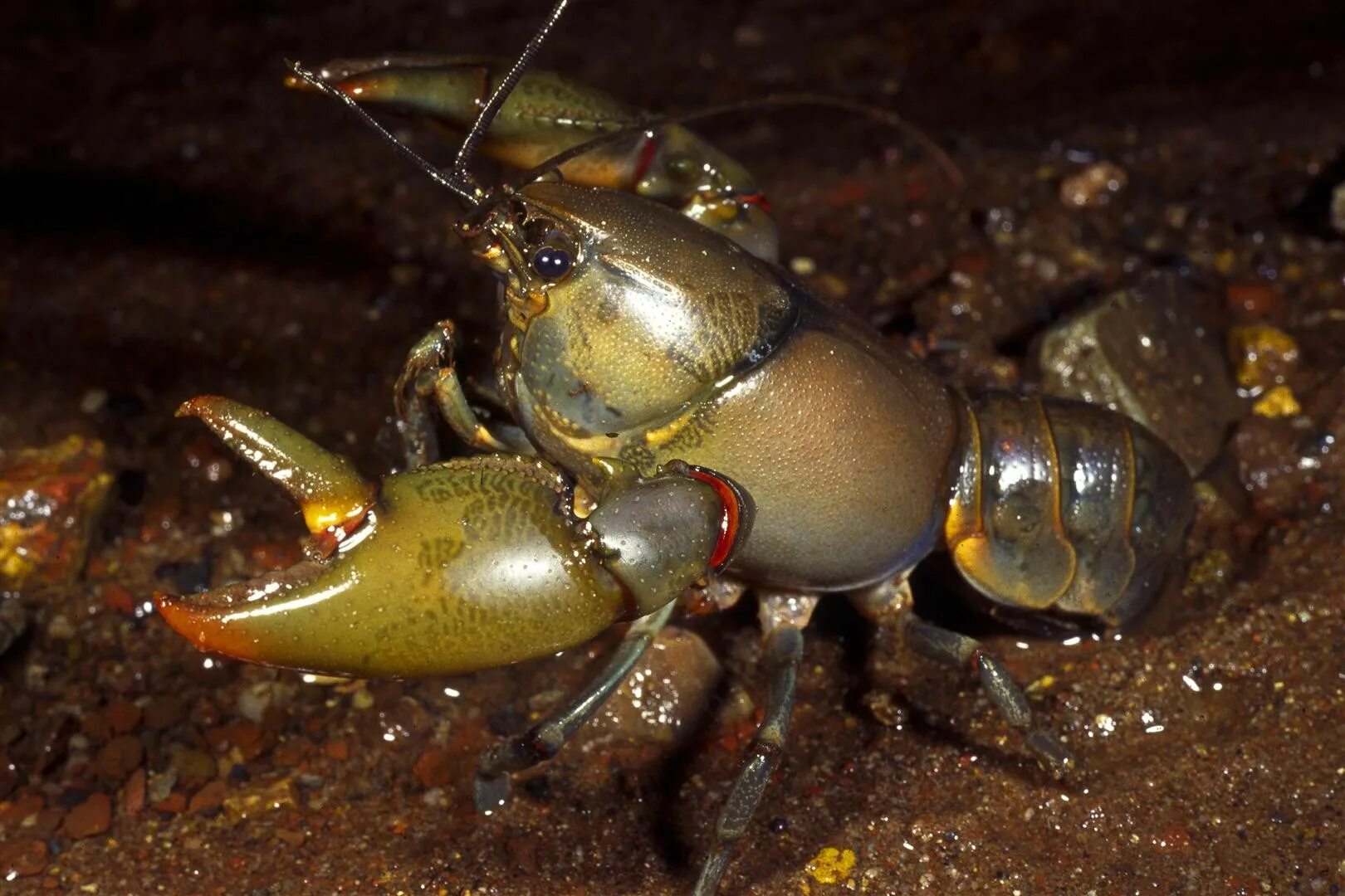 Пресноводный рак, Astacopsis Gouldi. Пресноводный Омар. Большой речной рак