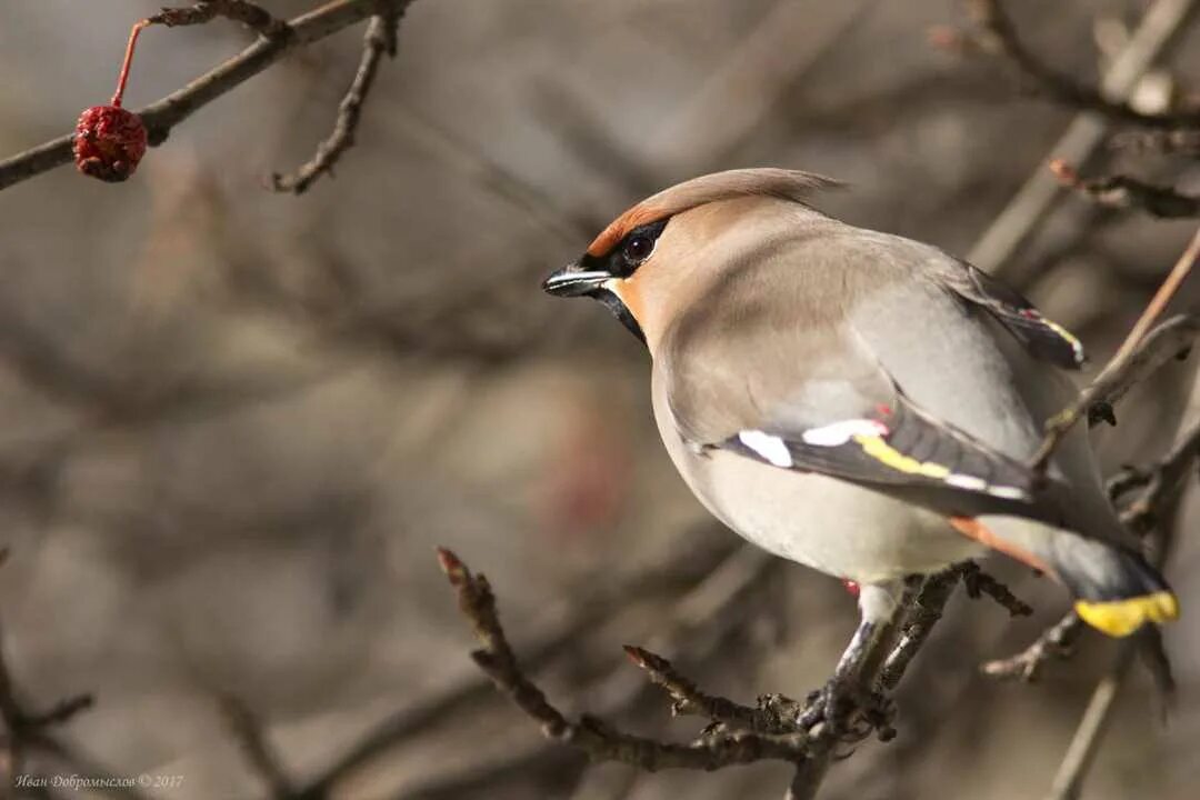 Свиристель (Bombycilla garrulus). Птицы дальнего Востока с хохолком. Перелетная птица с хохолком. Птицы России с хохолком.