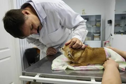 Платные ветеринарные услуги