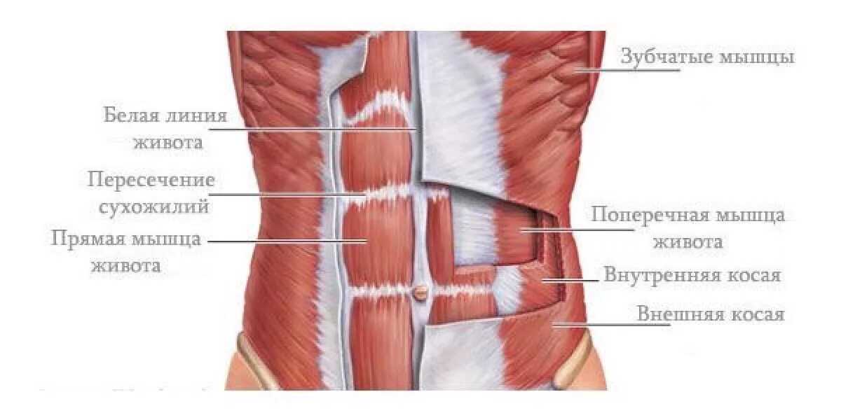 Сильные мышцы живота. Сухожильные перемычки прямой мышцы живота. Поперечная мышца живота анатомия. Строение связок живота. Анатомия человека мышцы и связки живота.