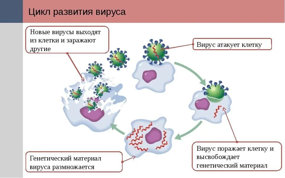 Схема механизма действия вируса. Цикл развития вируса. Заражение клетки вирусом схема. Механизм инфицирования вирусами. День заражения коронавируса