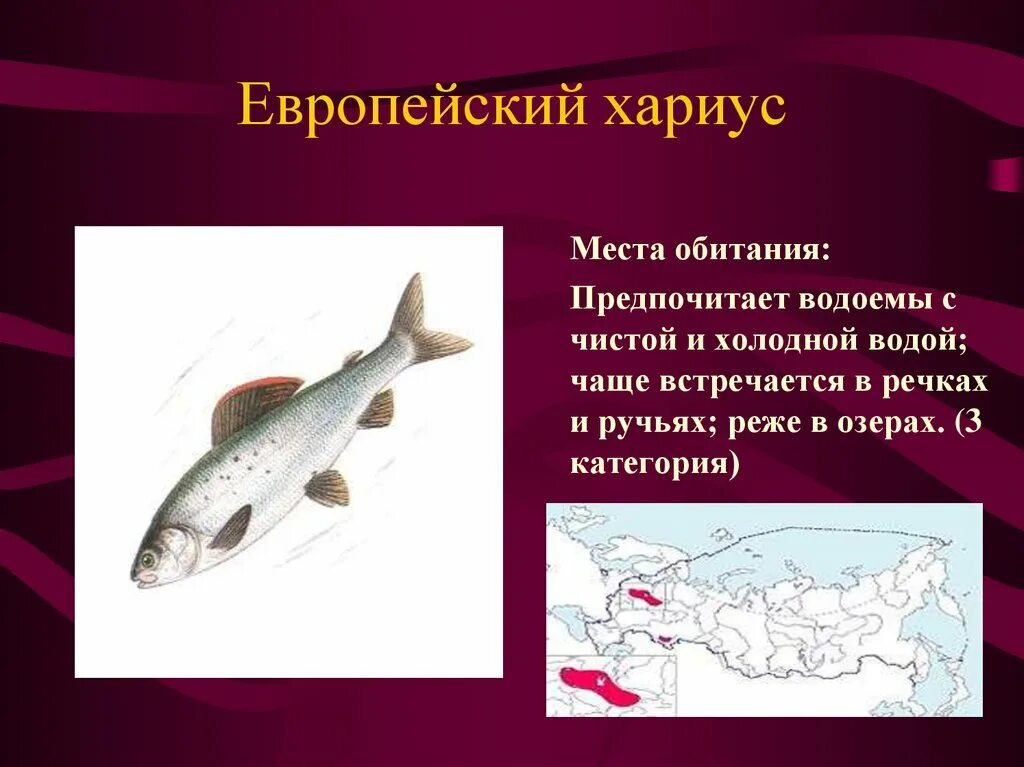 Европейский хариус. Рыбы республики коми презентация. , 1758). Рыба хариус европейский. Хариус в красной книге.