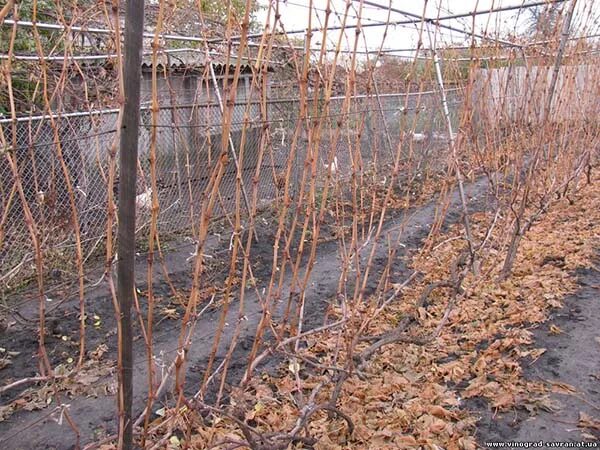 Виноград после обрезки осенью фото Виноградная лоза должна страдать. Обрезка Садовые инструменты, Виноград, Виногра