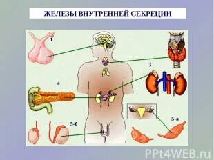 Смешанные секреции пример. Смешанные секреции пример