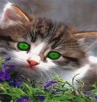 Green eyes 1