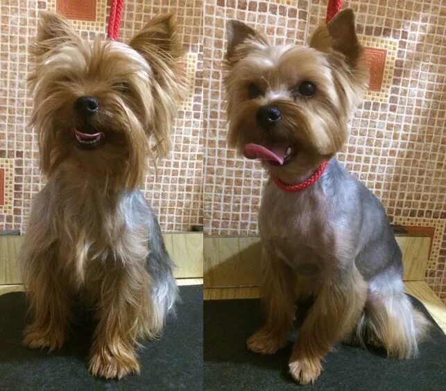 Йорк после стрижки. Йорк после стрижки. Стрижка йорка мальчика. Йорк после стрижки. Стрижка йорка.
