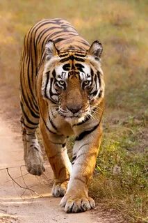 The bengal tiger
