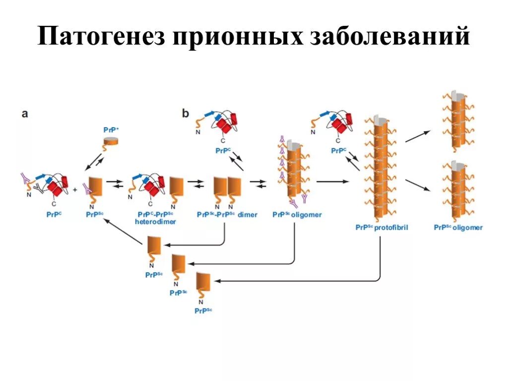 Прионные болезни это. Патогенез прионов. Патогенез прионных инфекций. Прионные заболевания патогенез. Патогенез прионных инфекций схема.