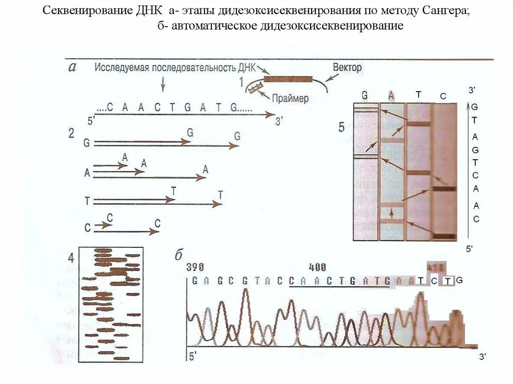 Секвенирование нуклеотидов. Секвенирование ДНК метод диагностики. Этапы секвенирования по Сэнгеру. Секвенирование ДНК этапы. Секвенирование ДНК по Сэнгеру.