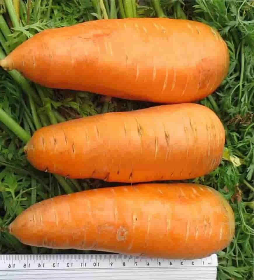 Как называется морковка. Сорт моркови нииох. Семена морковь ажур. Как называется морковка. Морковь перфекция.