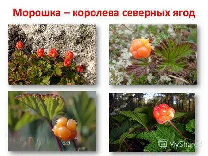 Как подключить ребенка к морошке