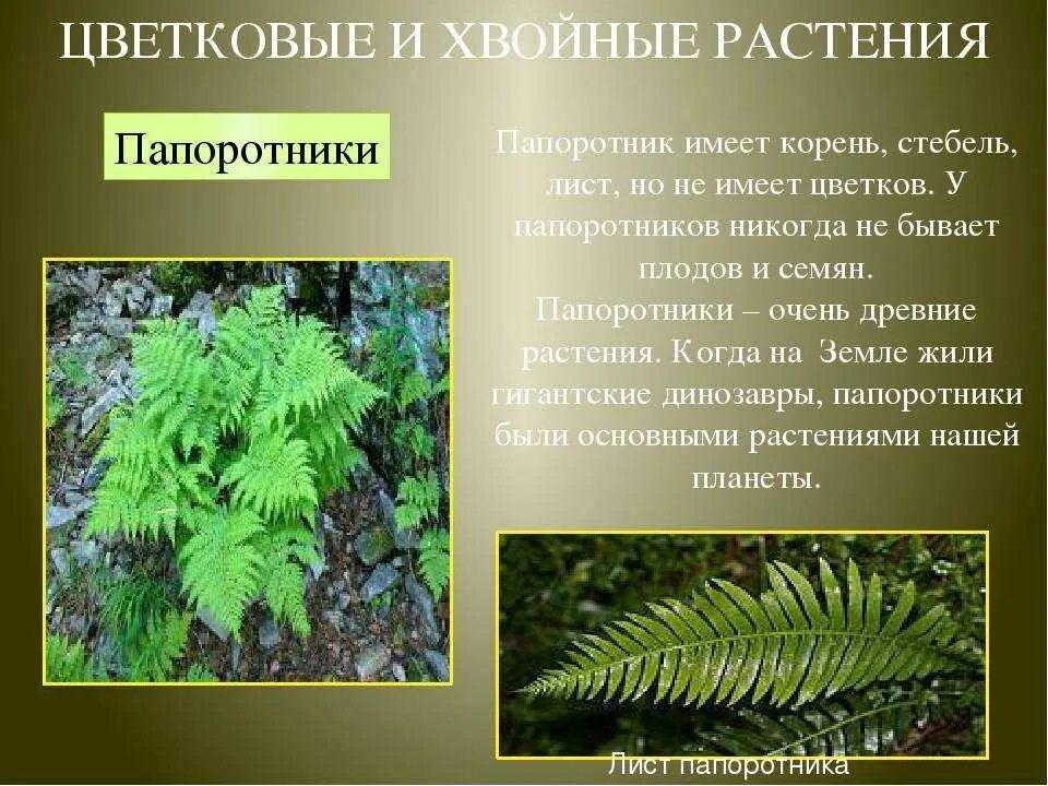 Мхи хвойные папоротники какие группы растений пропущены. Папоротник орляк семена. мхи хвойные папоротники. орляк обыкновенный покрытосеменные. щитовник покрыто семенной.