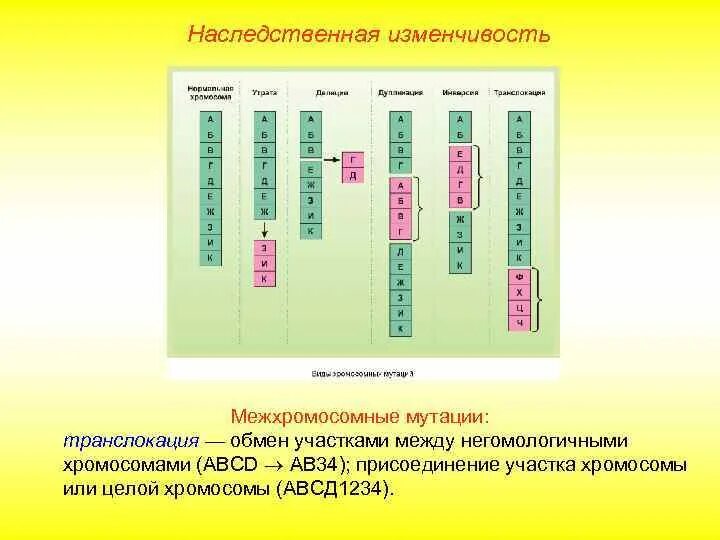 Наследственная изменчивость задачи. Хромосомные мутации внутрихромосомные и межхромосомные. Межхромосомные мутации транслокации. Делеция хромосомы. Хромосомные удвоение участка хромосомы