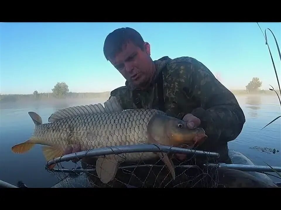 Дон амур. Рыбалка в астрахани. Рыбалка в астрахани 2022. Карп дикарь. Астраханский клев канал рыбалка.