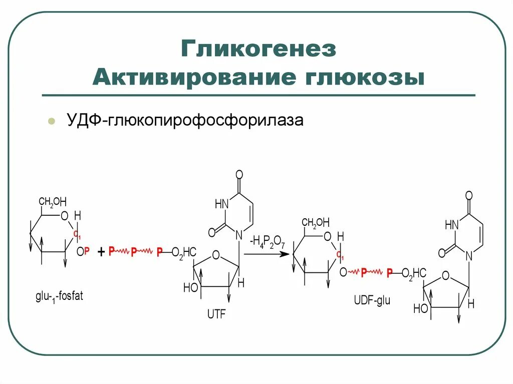 Глюкоза гликоген реакция. Гликогенез биохимия. УДФ Глюкоза в гликоген. Реакция образования УДФ Глюкозы. УДФ-глюкопирофосфорилаза.