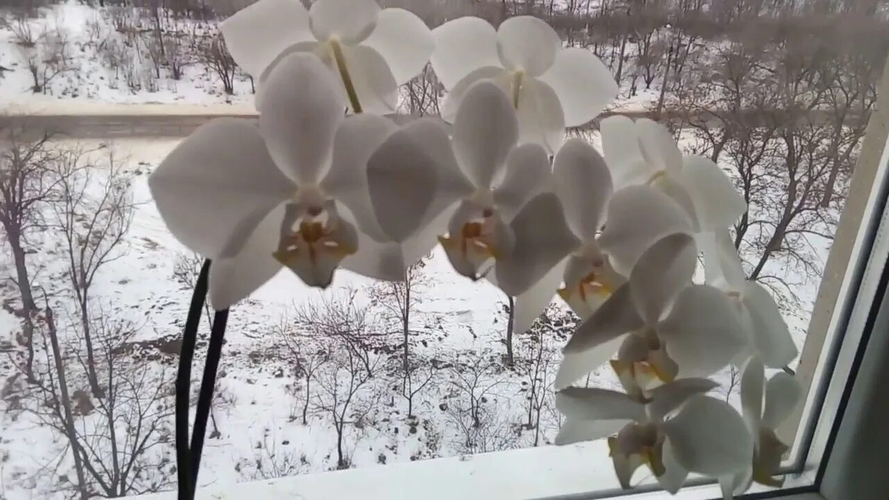 Фаленопсис Винтер лав. Орхидея Винтер лав. Фаленопсис Winter White. Орхидея фаленопсис Winter Love. Орхидеи зимой как ухаживать