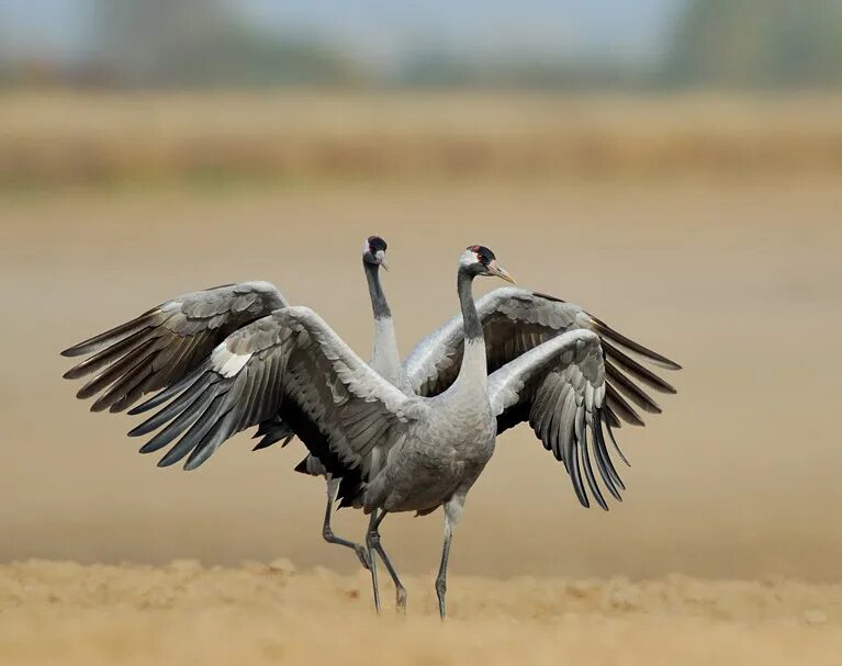 Без слов журавль. Серый журавль. гнездо серого журавля.