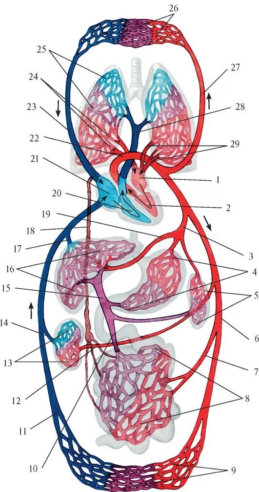 Сосудистая гемодинамика. Малый круг кровообращения схема анатомия. Большой круг кровообращения анатомия схема. Кровообращение человека кровеносная система схема. Сосуды большого круга кровообращения схема.