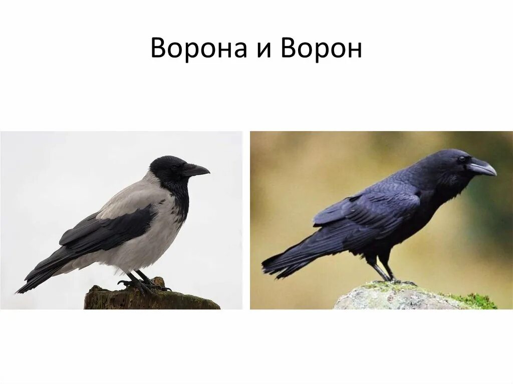 Ворон и ворона размеры. Ворон и ворона размеры