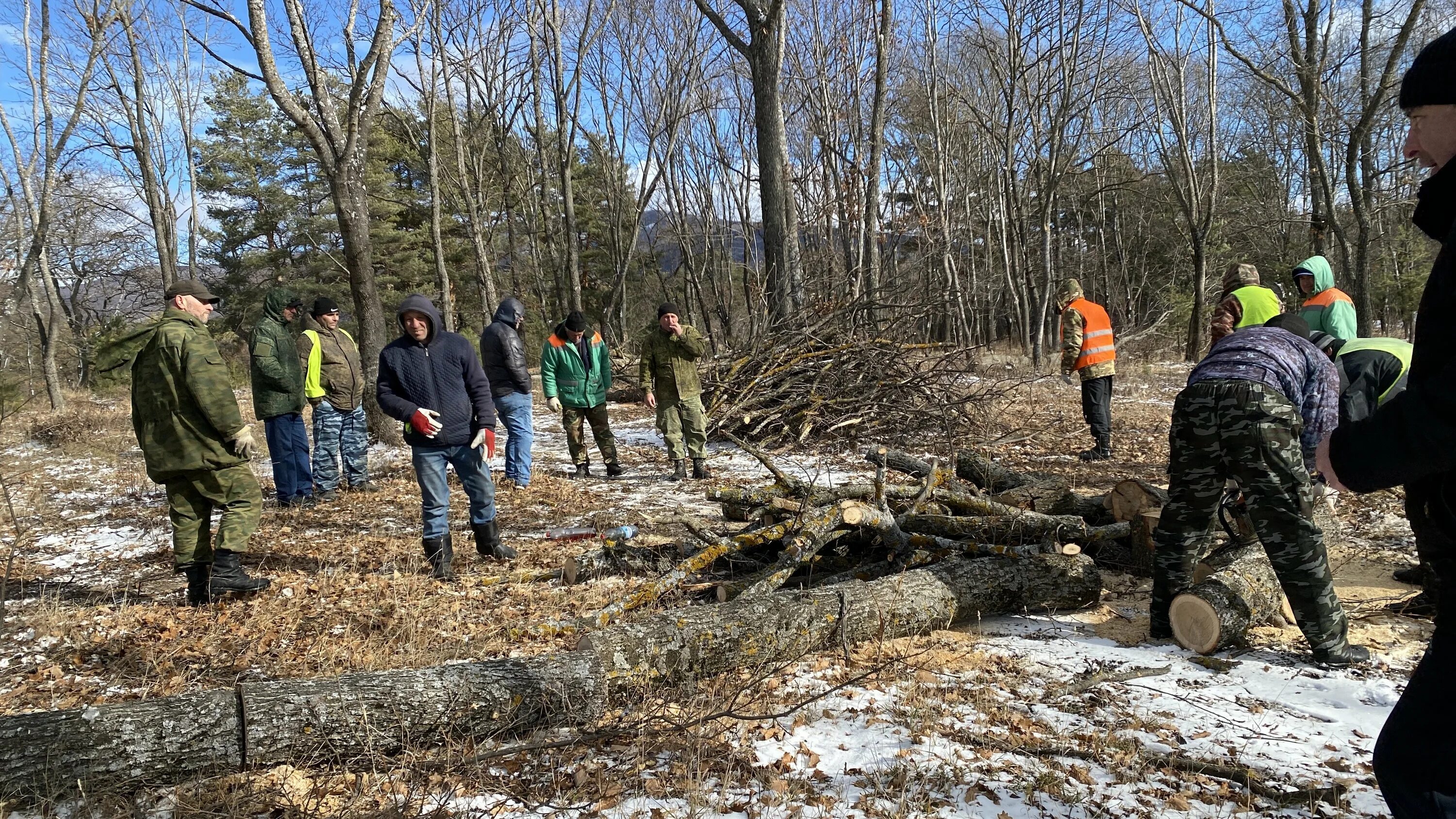Санитарная рубка деревьев. Санитарная рубка леса. Сплошная санитарная рубка. Санитарная вырубка деревьев. Санитарная вырубка деревьев.